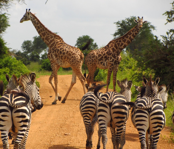 【四川健康码上新6款旅行熊猫,四川旅游熊猫健康码】 【四川健康码上新6款旅行熊猫,四川旅游熊猫健康码】