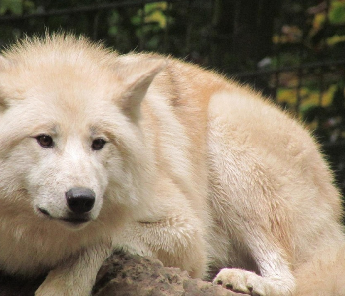 石家庄防疫站狂犬疫苗及电话（石家庄市疾病预防控制中心打狂犬疫苗吗）