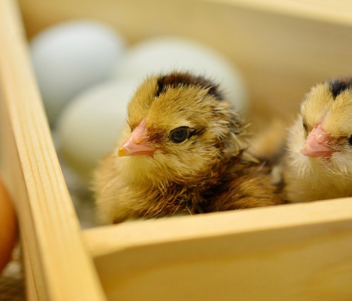 犬瘟热来源/犬瘟热是怎么得来的