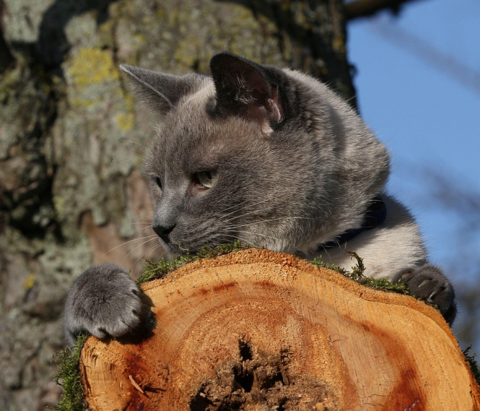 犬瘟热来源/犬瘟热是怎么得来的