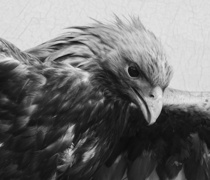 浙江丽水鹦鹉热病/浙江发现鹦鹉病