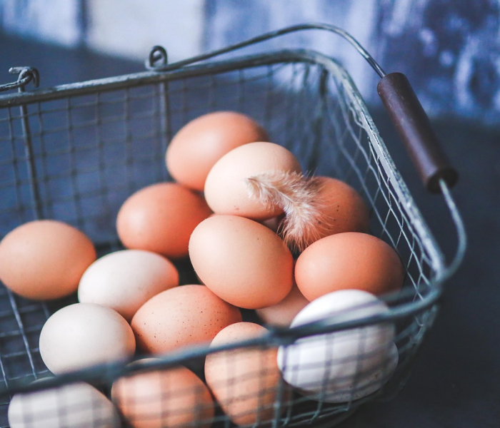 摩尔庄园天使蛋在哪孵化/摩尔庄园天使蛋出现的地方