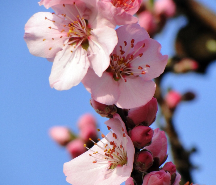 每年清明时节/每年清明节的时间固定吗
