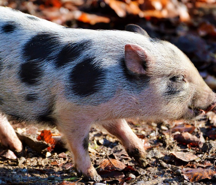 一分钟介绍使用“微信生肖猪链接牛牛房卡”详细房卡怎么购买教程 一分钟介绍使用“微信生肖猪链接牛牛房卡”详细房卡怎么购买教程