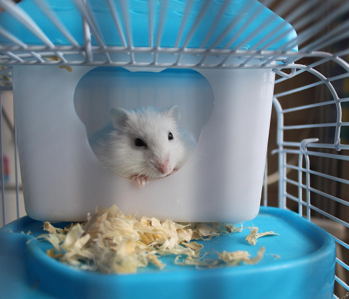 房卡全攻略“微信生肖鼠大厅房卡充值”详细房卡怎么购买教程