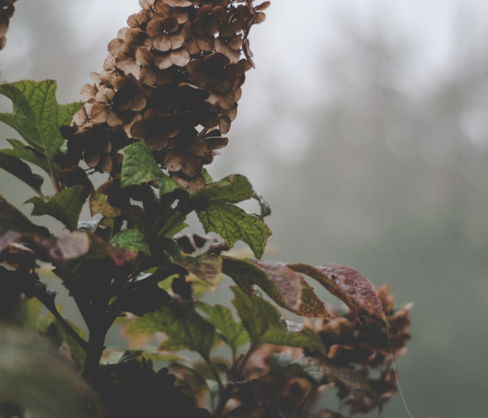 变异株在美快速传播（美国变异株）