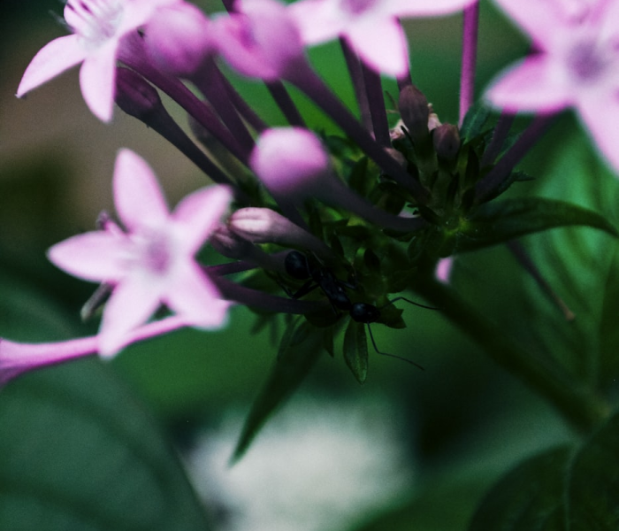 变异株在美快速传播（美国变异株）