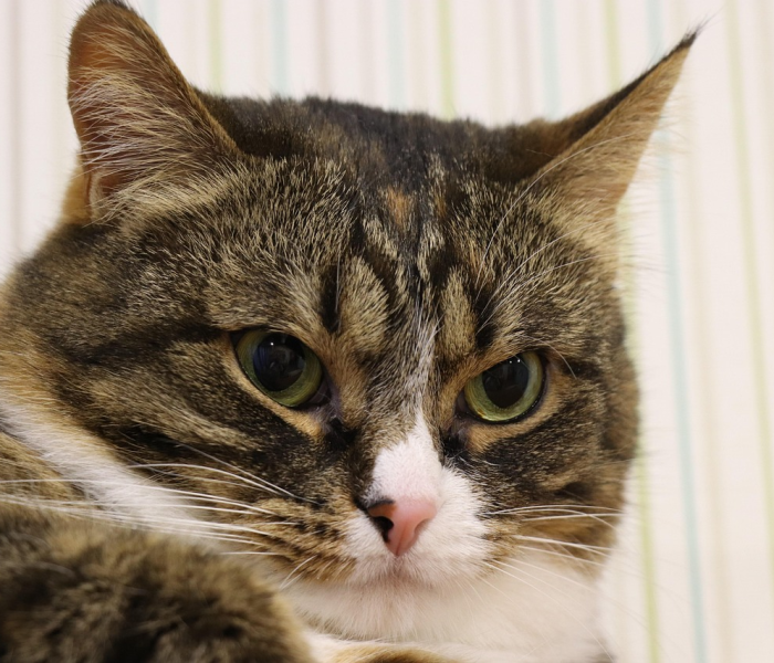 给大家讲解“斗牛房卡牛牛房卡”获取房卡教程-哔哩哔哩 给大家讲解“斗牛房卡牛牛房卡”获取房卡教程-哔哩哔哩