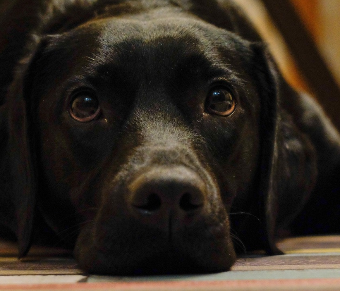 一分钟了解“斗牛房卡找谁购买”获取房卡教程-哔哩哔哩