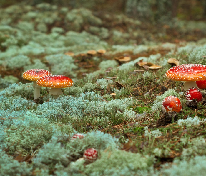 哈尔滨发现一例病毒/哈尔滨发现一例病毒肺炎