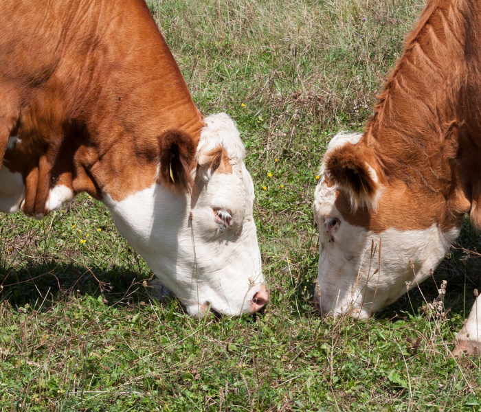 房卡全攻略“微信牛牛群斗牛群”详细房卡使用教程 房卡全攻略“微信牛牛群斗牛群”详细房卡使用教程