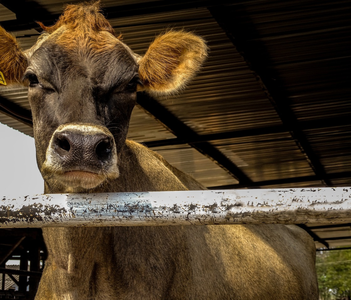 秒懂教程“微信牛牛群斗牛群”房卡获取方式 秒懂教程“微信牛牛群斗牛群”房卡获取方式