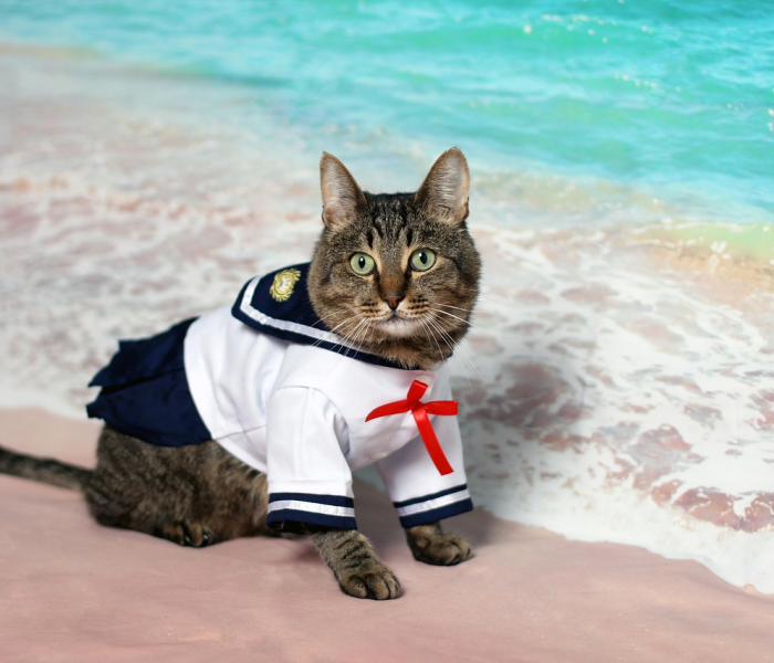 我被猫咬了,没去打针,会不会死/被猫咬伤了没打疫苗要紧吗