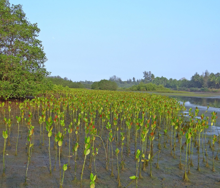 清明节高速免费是什么时候开始的/清明节高速免费从那年开始的