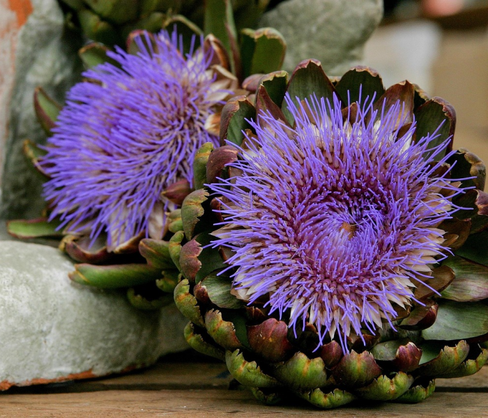 三角洲病毒是什么引起的/三角洲病毒有哪些症状 三角洲病毒是什么引起的/三角洲病毒有哪些症状