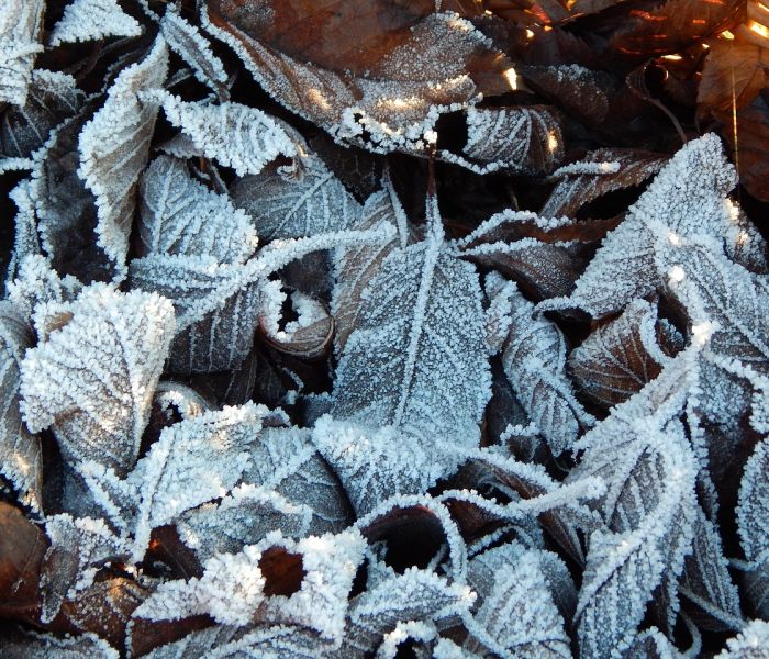 三角洲病毒是什么引起的/三角洲病毒有哪些症状 三角洲病毒是什么引起的/三角洲病毒有哪些症状