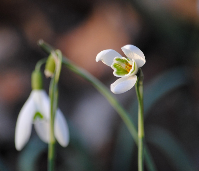 【新冠变异株的五种,新冠变异株有几种】