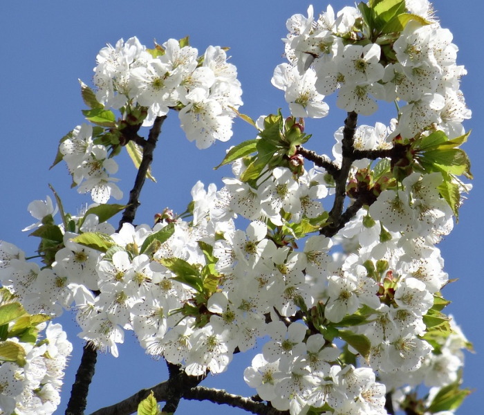 【新冠变异株的五种,新冠变异株有几种】