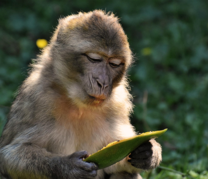 重庆发现猴痘病例报告/重庆 猴子