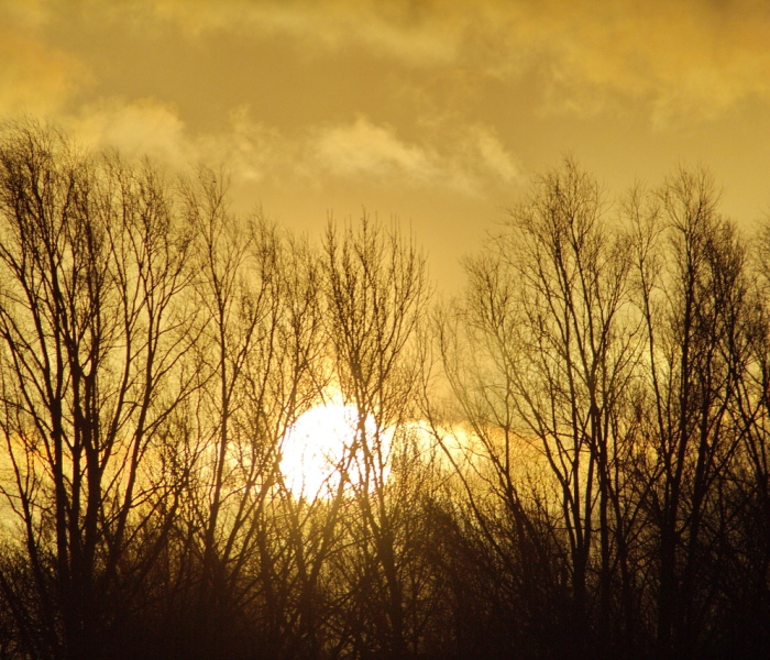 金价走势图:金价走势图实时行情 金价走势图:金价走势图实时行情