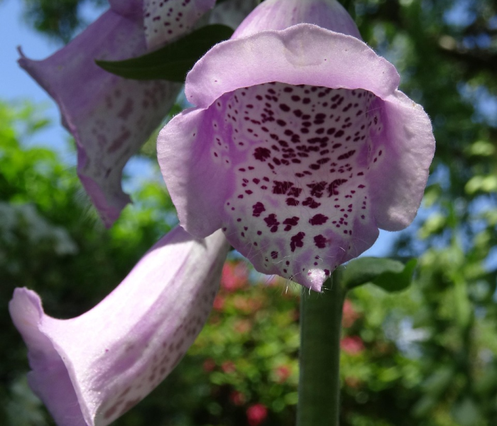 南非发现新型新冠病毒变异株是真的吗/南非 新冠 变异