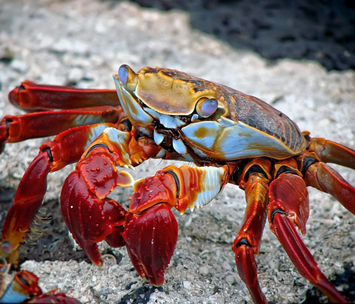华南海鲜市场是传播点之（华南海鲜市场可能是二次传播）
