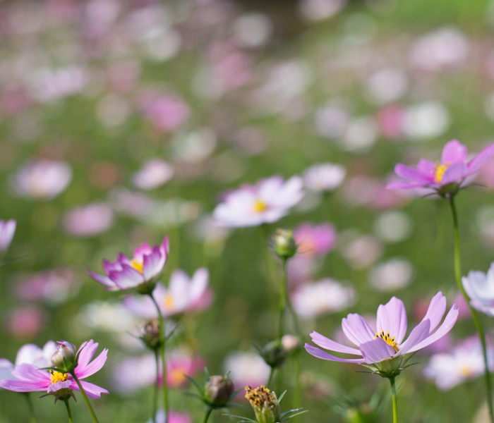 流调会所(流调危险吗) 流调会所(流调危险吗)