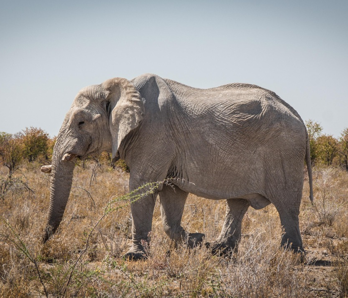 瞌睡龙在哪(瞌睡龙的含义) 瞌睡龙在哪(瞌睡龙的含义)