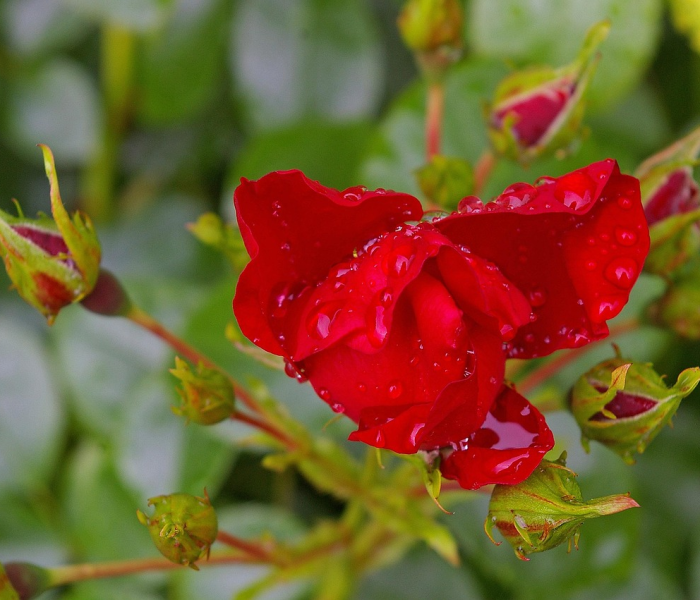 红码瑙寓意:红玛瑙代表什么