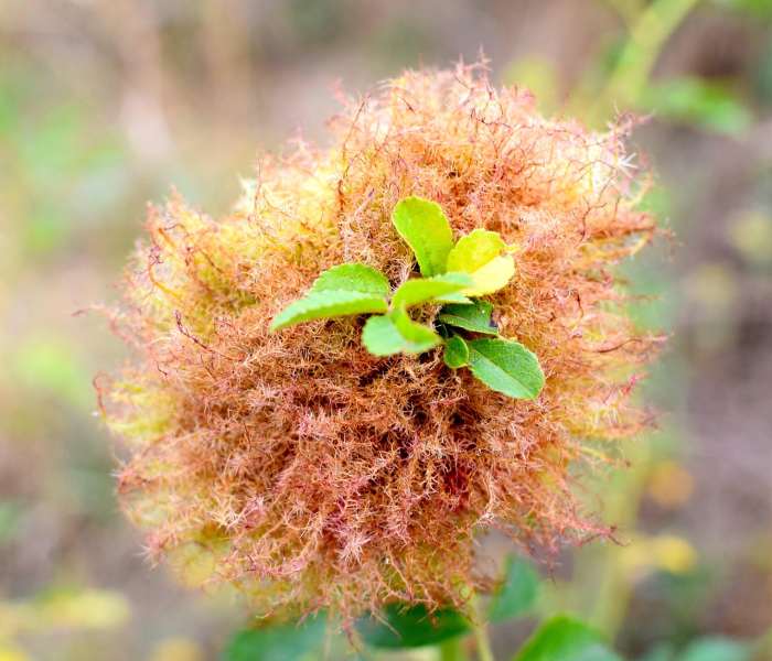 北京地区什么时候种葱:北方葱籽什么时间播种最佳呢 北京地区什么时候种葱:北方葱籽什么时间播种最佳呢