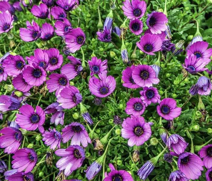 给大家讲解“微信链接金花房卡”获取房卡教程-哔哩哔哩