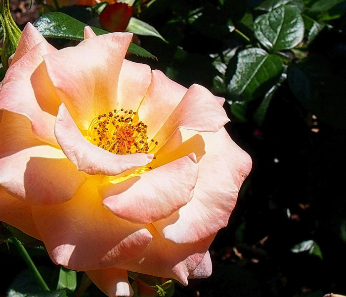 房卡必备教程“手机炸 金花链接怎么弄”详细房卡怎么购买教程 房卡必备教程“手机炸 金花链接怎么弄”详细房卡怎么购买教程