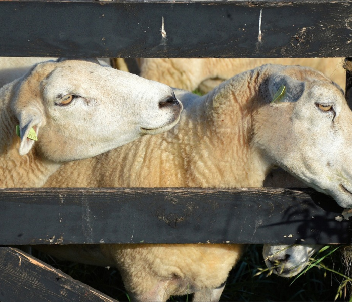 【北京顺义新增4例,北京顺义新增1例确诊】