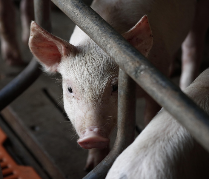 2021年3月8日猪肉价格:202138日猪价 2021年3月8日猪肉价格:202138日猪价