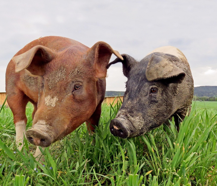 2021年3月8日猪肉价格:202138日猪价 2021年3月8日猪肉价格:202138日猪价