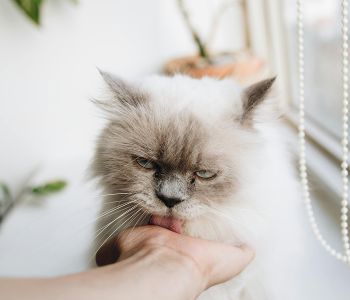 房卡必备教程“微信炸 金花链接在哪买”房卡链接获取 房卡必备教程“微信炸 金花链接在哪买”房卡链接获取