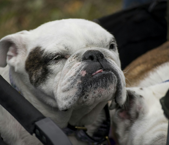 秒懂百科“炸 金花微信开房”详细房卡教程