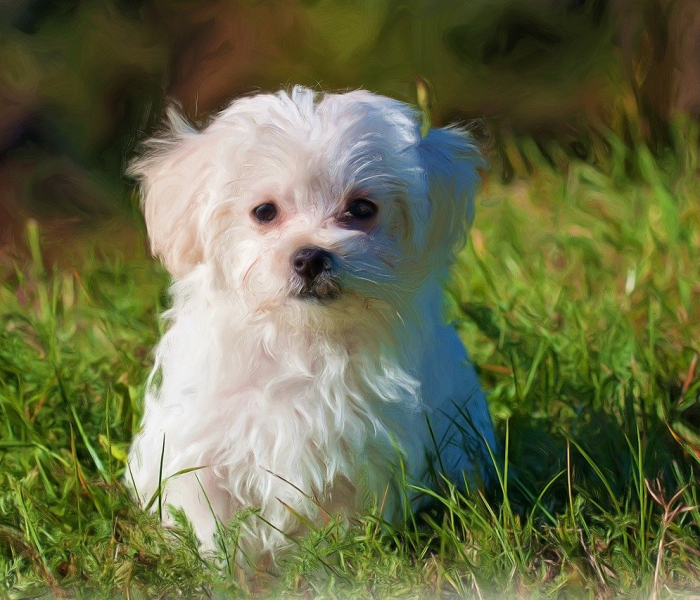 一分钟了解“微信斗牛房卡怎么获得”房卡获取方式