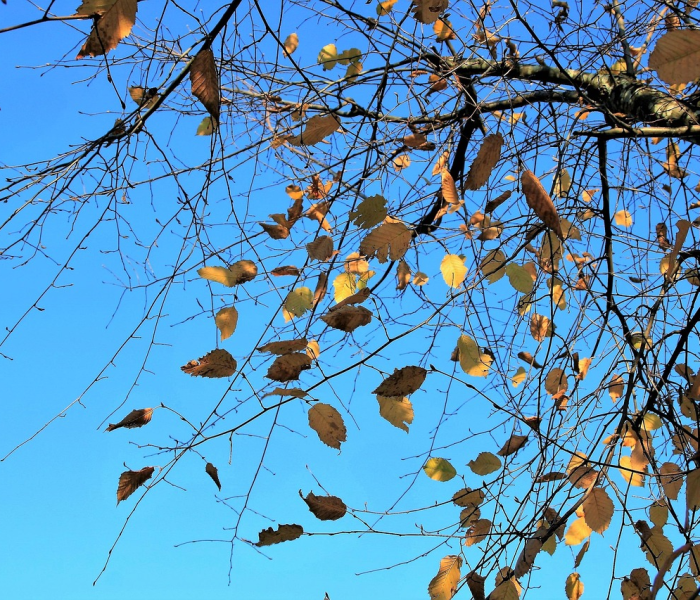 【清明节每年时间一样吗,每年清明节的时间固定吗】 【清明节每年时间一样吗,每年清明节的时间固定吗】
