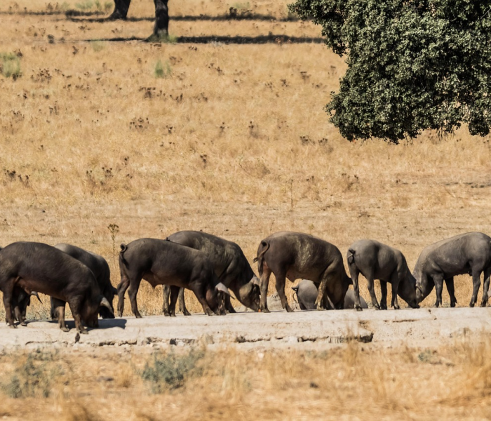 德国新增1043例(德国新增确诊病例最新消息) 德国新增1043例(德国新增确诊病例最新消息)