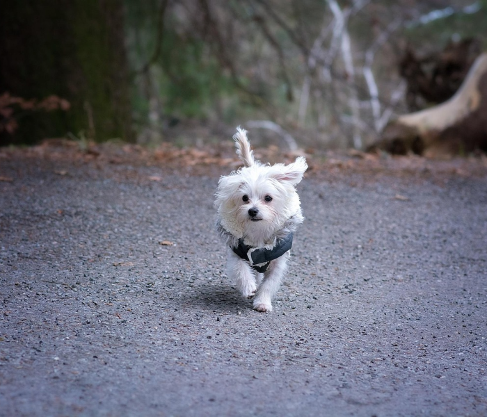 龙江县疫情通报（龙江县 疫情）