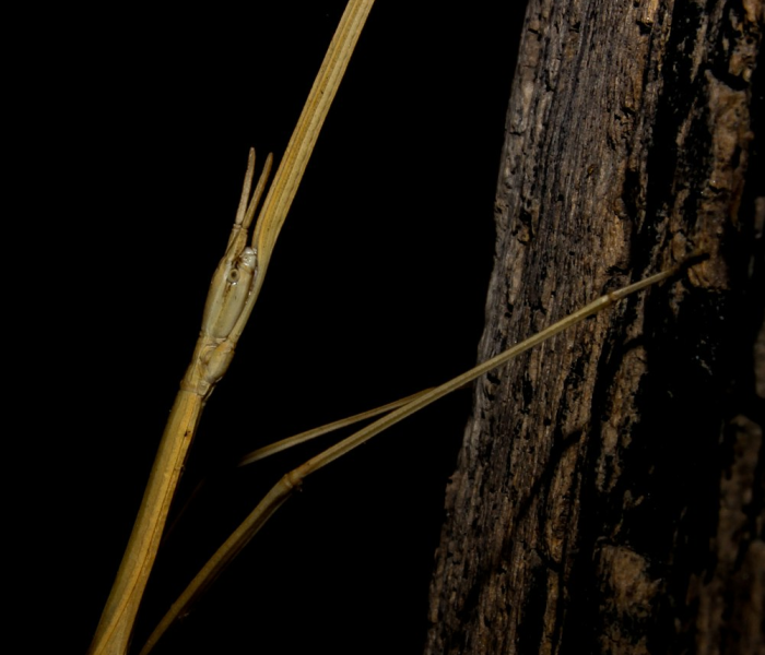 【毒株图片,毒株是什么意思?】 【毒株图片,毒株是什么意思?】