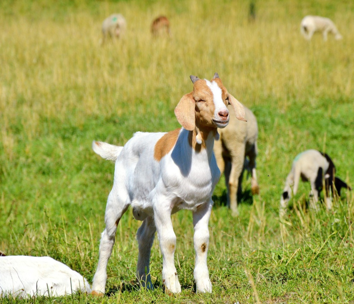 房卡必备教程“微信炸 金花房卡链接”获取房卡教程-哔哩哔哩