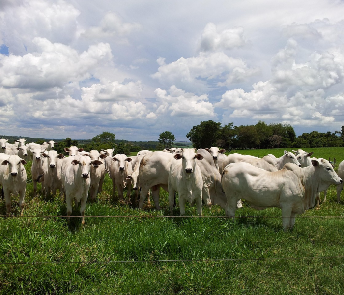 秒懂教程“微信牛牛群斗牛群”房卡详细充值 秒懂教程“微信牛牛群斗牛群”房卡详细充值