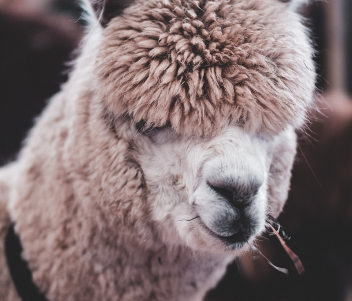 秒懂百科“微信上怎么开牛牛房间”获取房卡教程-哔哩哔哩 秒懂百科“微信上怎么开牛牛房间”获取房卡教程-哔哩哔哩