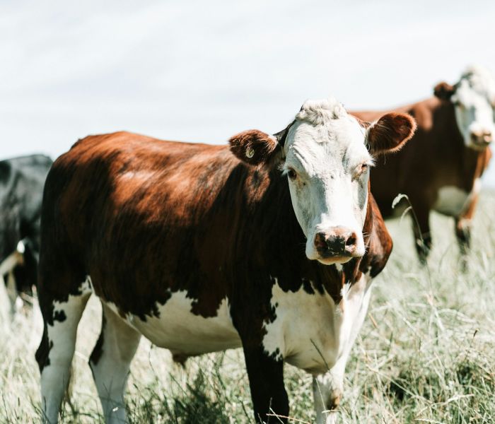 房卡必备教程“微信牛牛群斗牛群”详细房卡怎么购买教程