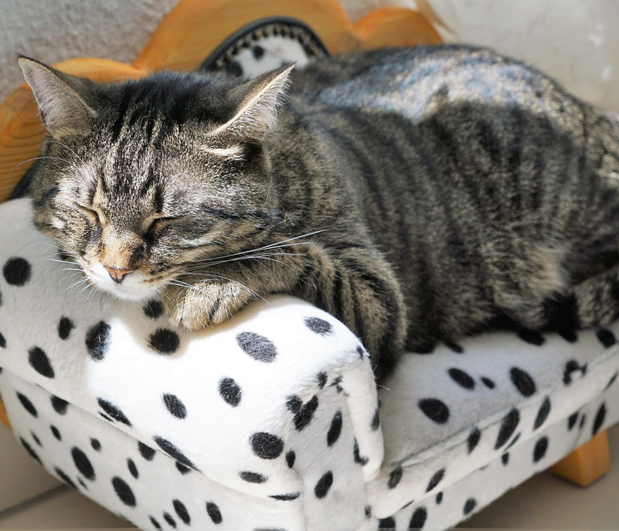 张家界疫情动态最新消息/张家界疫情扩散最新消息