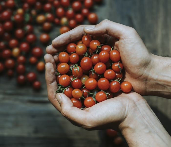 【马连洼菊园属于哪个学区/马连洼菊园对应小学】