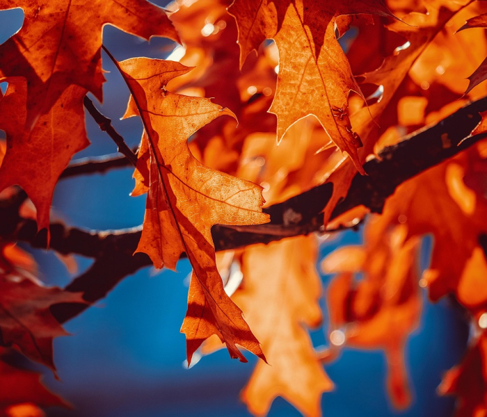 【石家庄今天出现两个太阳,石家庄出现两个太阳是什么原因】 【石家庄今天出现两个太阳,石家庄出现两个太阳是什么原因】