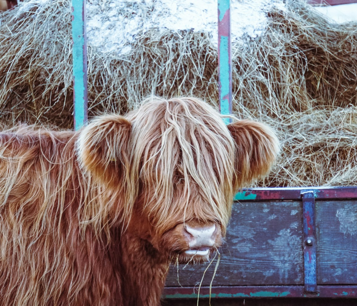 一分钟实测分享“微信牛牛群斗牛群”获取房卡教程-哔哩哔哩 一分钟实测分享“微信牛牛群斗牛群”获取房卡教程-哔哩哔哩